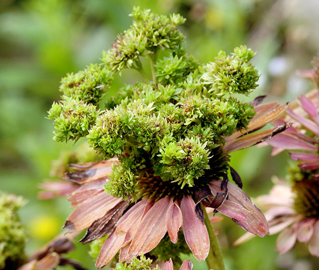 Grow-your-best-coneflowers-aster-yellows: Lumpy, misshapen, green-tinged flowers, like the ones above, are a sign your coneflowers are infected with aster yellows.