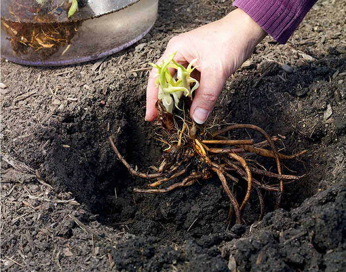 how-to-plant-bareroot-daylilies-in-soil: When planting bareroot daylilies, lay the roots over the top of the mound as if it’s a dress form and the roots are a dress.