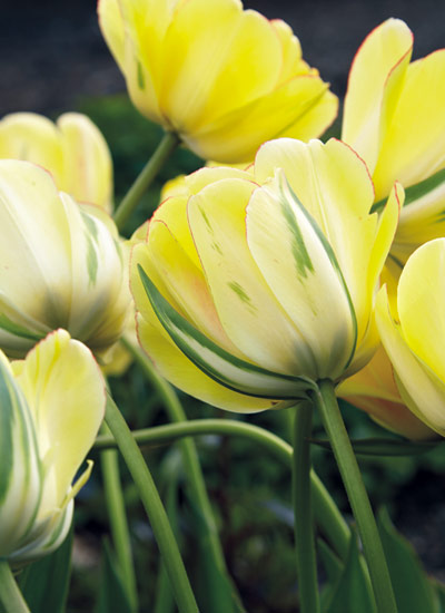 ‘Akebono’ tulip
