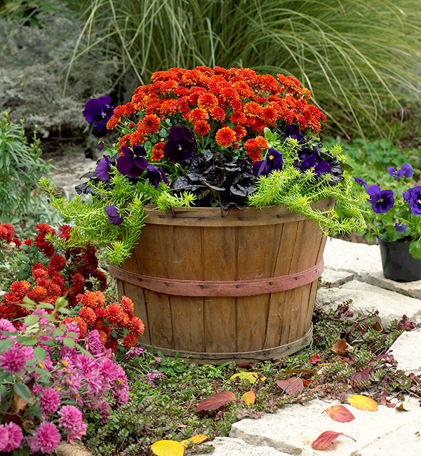 Fall flower pot with mum and pansy: Garden mums and pansies are a classic fall plant combination.