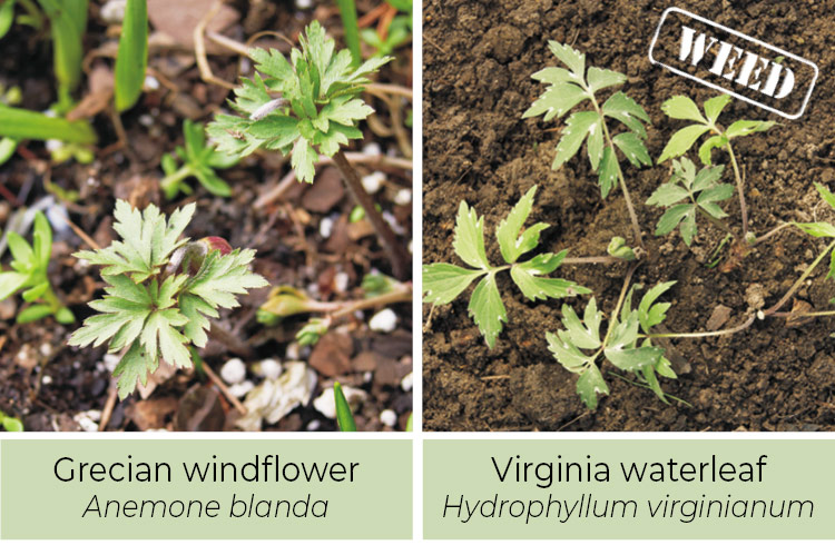 Identifying-weeds-Grecian-windflower-or-Virginia-Waterleaf: White spots on the leaves are a sign that it is Virginia waterleaf and not Grecian windflower.