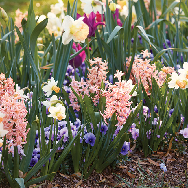 Lewis Ginter Botanical Garden Spring Bulbs: A mix of early, mid- and late blooming bulb varieties along with varied flower shapes keep the paths and borders at Lewis Ginter vibrant for as long as possible in spring.