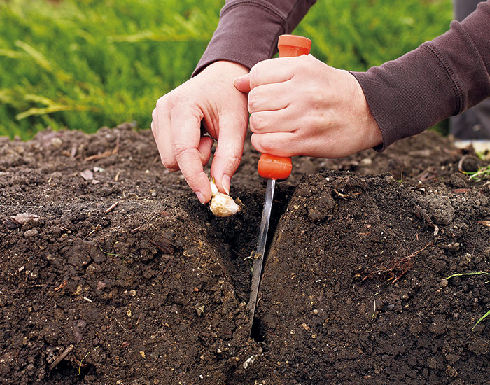Planting small bulbs with a soil knife: A soil knife can make quick (and easy!) work of smaller bulbs and versatile enough to use for other garden tasks, as well.