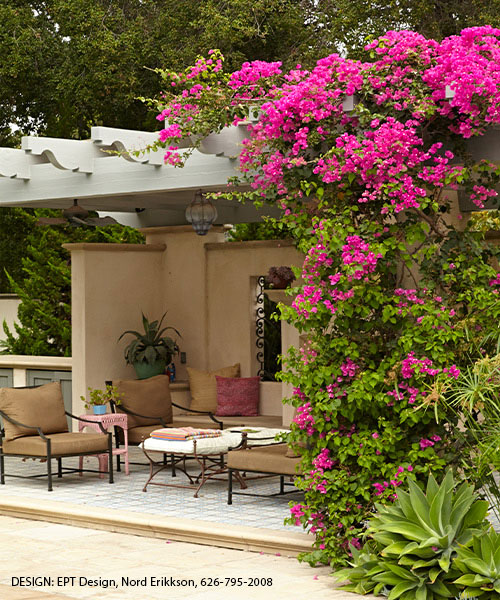 Bougainvillea growing on a pergola: Bougainvillea is a fast-growing vine that works well on a sturdy structure like a pergola.
