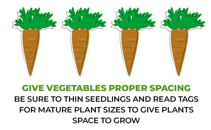 Give vegetables proper spacing: Be sure to thin vegetable seedlings and properly space plants in the garden to make sure they have room to grow and produce well.