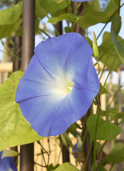 fp-d-cottage-garden-players-morningglory: Morning glory is a popular vine for a classic cottage garden.