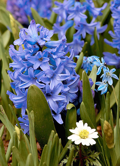 Hyacinth (Hyacinthus orientalis)