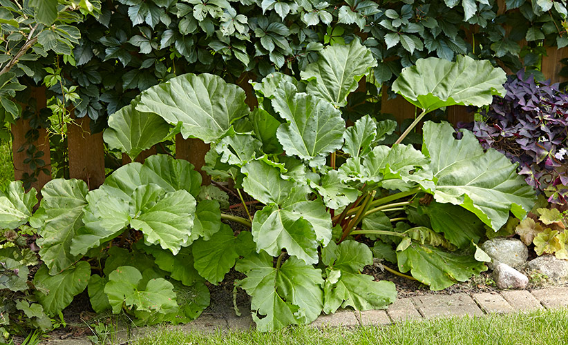 Rhubarb plant in a garden border: Rhubarb is a classic perennial that is not only beautiful, but edible too!