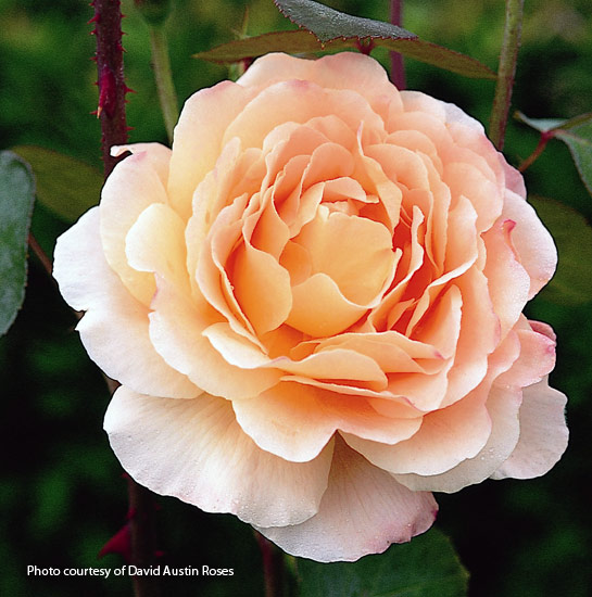 plant-guide-roses-for-every-situation-Tamora-hot&humid-rose