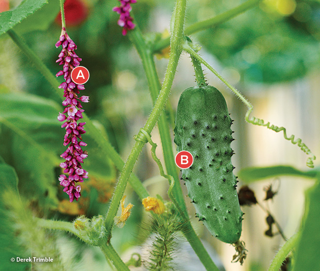 Kiss-me-over-the-garden-gate and cucumbers companion planting copyright Derek Trimble: You'll get loads of bright pink blooms that make great cut flowers from heirloom annual, kiss-me-over-the-garden-gate. 