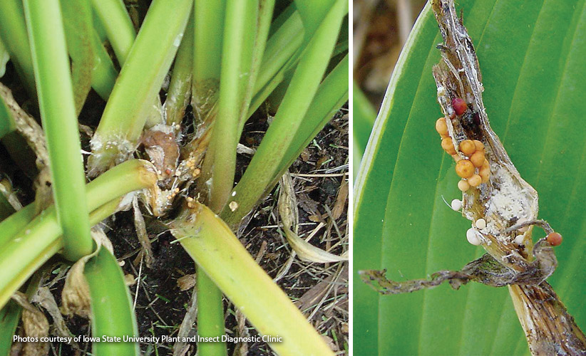 Crown rot: Look for these tiny spheres on stems and the surface of the soil as a sign of crown rot.