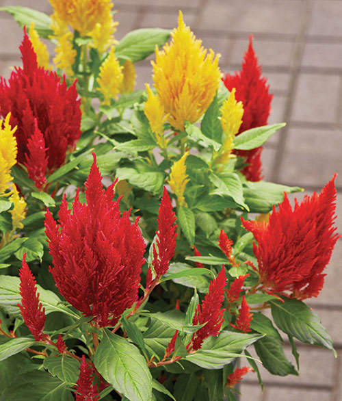 fp-pg-long-blooming-color-celosia2