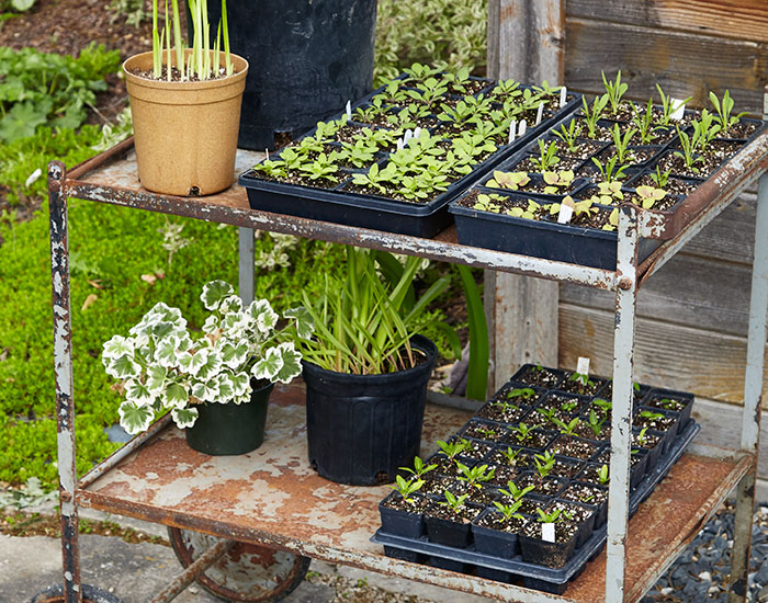 how-to-harden-off-plants-cart: Wheels make it easy to move plants in and out of the garden shed and to locations that have more sun as they can tolerate the added light. Use a cart like this one or fill your wheelbarrow.