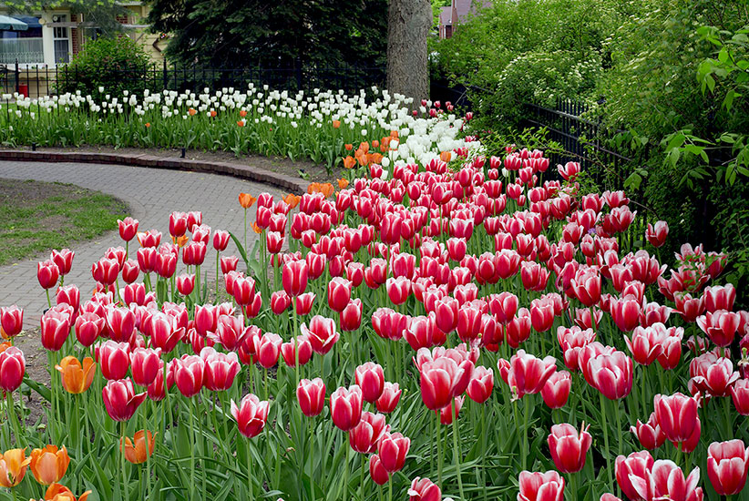 Red-flowers-for-your-garden-lead: Tulips in red and white have a strong contrast so you're sure to see them even from a distance. 