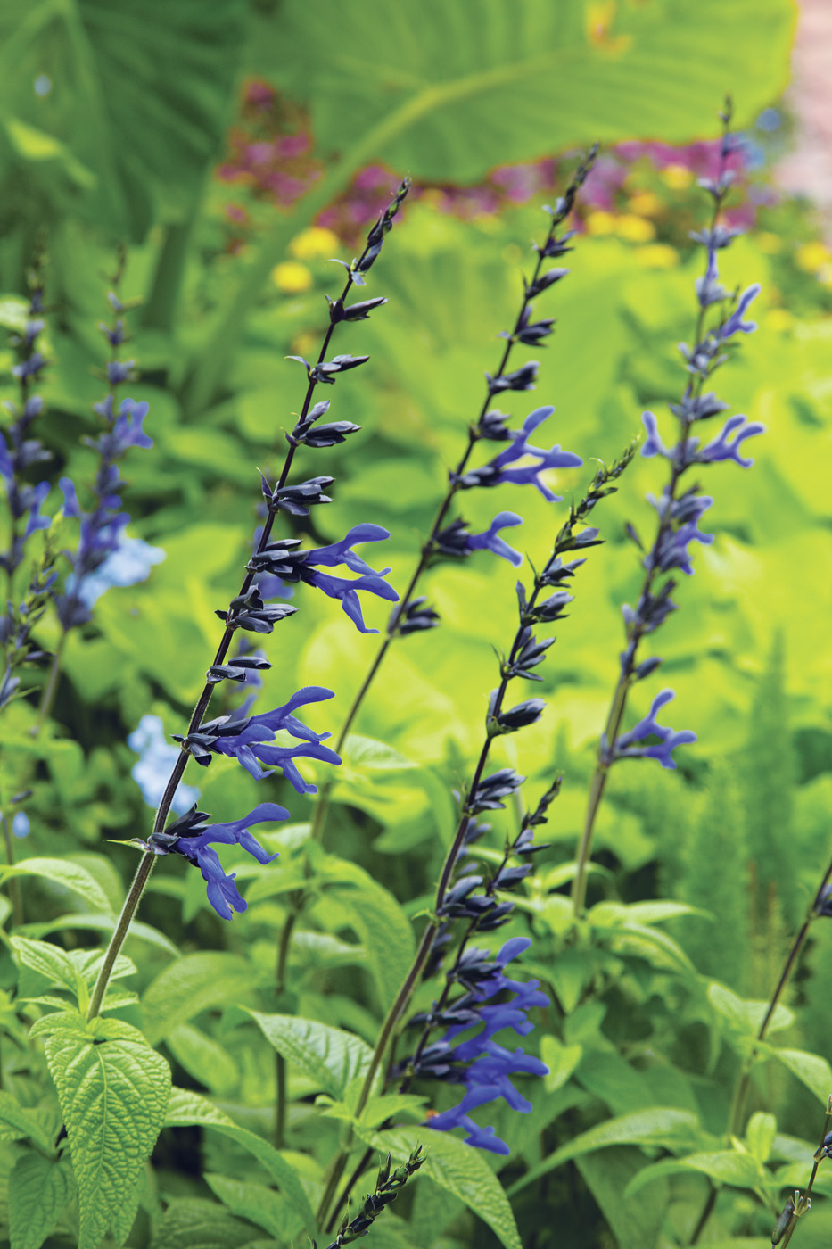 GG168 TopPicks 06: ‘Black and Blue’ salvia is a gardener favorite for late-season blooms.