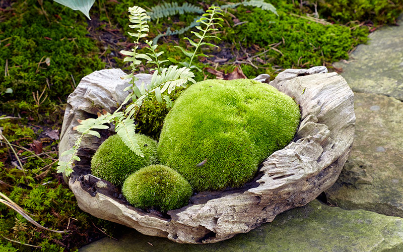 moss-garden-growing-moss-in-containersR: You can also combine moss in containers with other moisture-and-shade-loving plants, such as ferns like you see here.