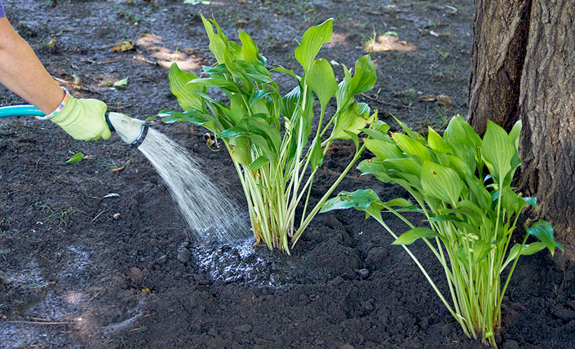 how-to-water-perennials-water-deeply-at-roots:Watering deeply and less frequently helps promote long roots.