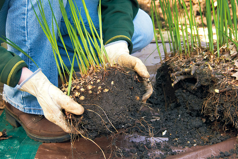 how-to-divide-plants-with-dead-centers-replant-healthy-clump