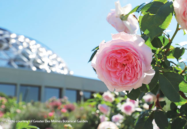 Des Moines Botanical Garden Roses: Olivia Rose Austin™ is one of the David Austin® roses that thrives at the Des Moines Botanical Garden. 