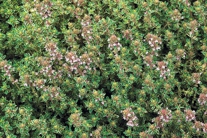 fp-dw-waterwise-thyme: Go ahead and walk on this lemony scented thyme and you'll its light citrus scent. You can snip a few stems for cooking too. 