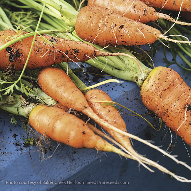 172-fall-harvest-veggies-new-kuroda-carrot: ‘New Kuroda’ carrot is a fast-maturing variety.