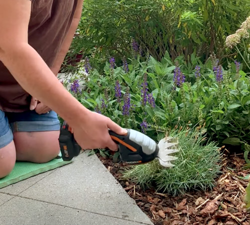 How to deadhead dianthus with battery-powered shrubber tool: This battery-powered handheld shrubber tool makes deadheading dianthus a breeze!