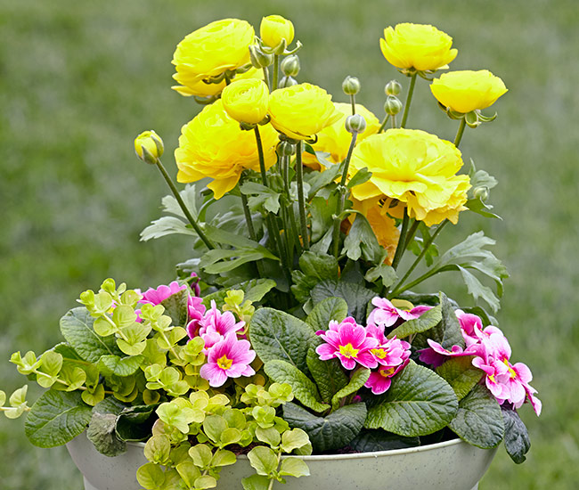 Spring garden planter with Ranunculus flowers: Ranunculus is beautiful in spring containers, here with primula and creeping Jenny.