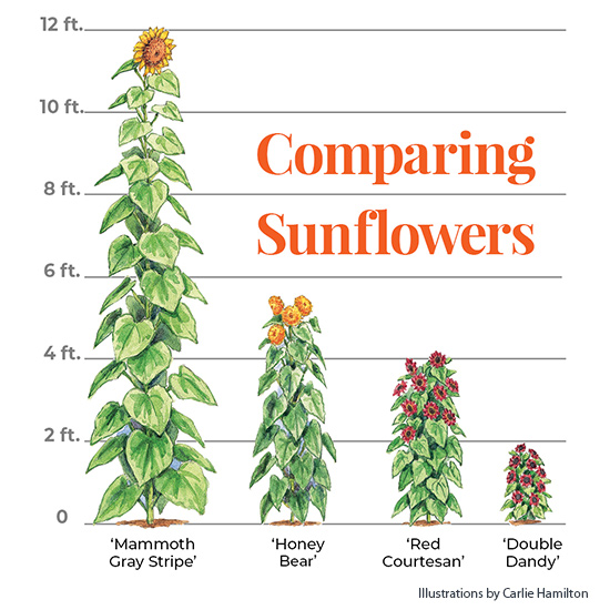 Sunflower-size-graphic: Here you can see the large range of sizes available for sunflowers.