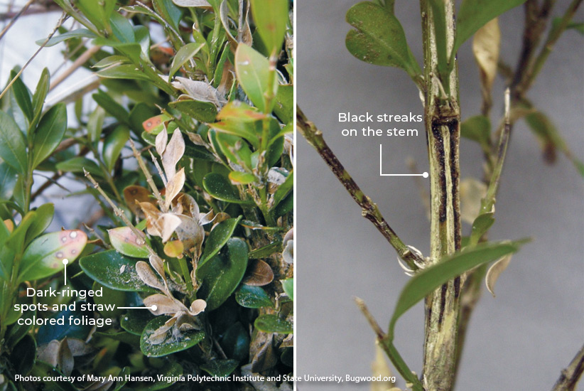 Boxwood-blight-symptoms: Here you can see symptoms of boxwood blight. First you’ll notice circular lesions with dark brown edges on the leaves and black streaking on the stems.