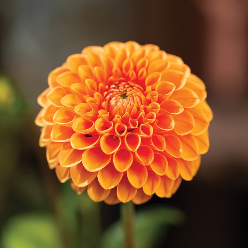 GG188 INFO 05 AdobeStock 369097070 David Maddock: 'Maarn' dahlia. Photo by stock.adobe.com/David Maddock