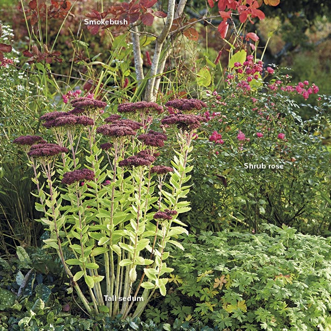 tall sedum with roses and smokebush in a garden border: Companions with a long season of interest, such as smokebush and shrub roses, make a great supporting cast for tall sedum.