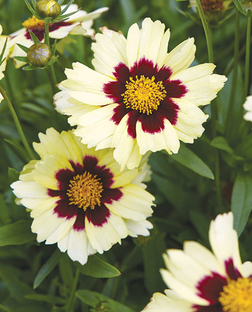 fp-pg-long-blooming-color-coreopsis2