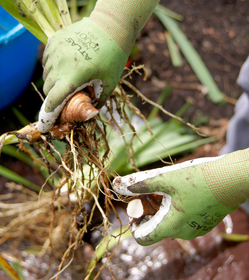 Rhizome Division How to Divide Bearded Iris Rhizomes