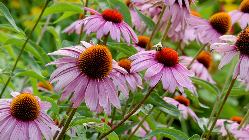 perennial-seeds-to-sow-in-fall-pv: You can plant seeds for perennials like this purple coneflower in late fall.