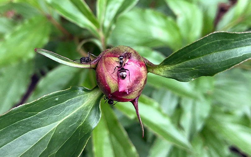 Growing-Peonies-Ants-on-peony-buds: Ants feed on the sugary nectar peony buds secrete. They'll be gone once the bloom opens.
