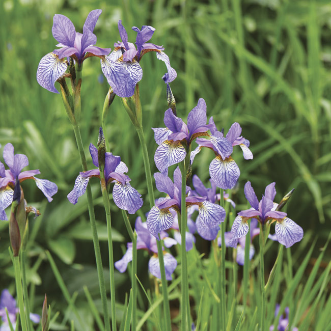 174-sm-spaces-shakers-prayer-siberian-iris: 'Shakers Prayer' Siberian iris is a great plant that tolerates soggy soil.