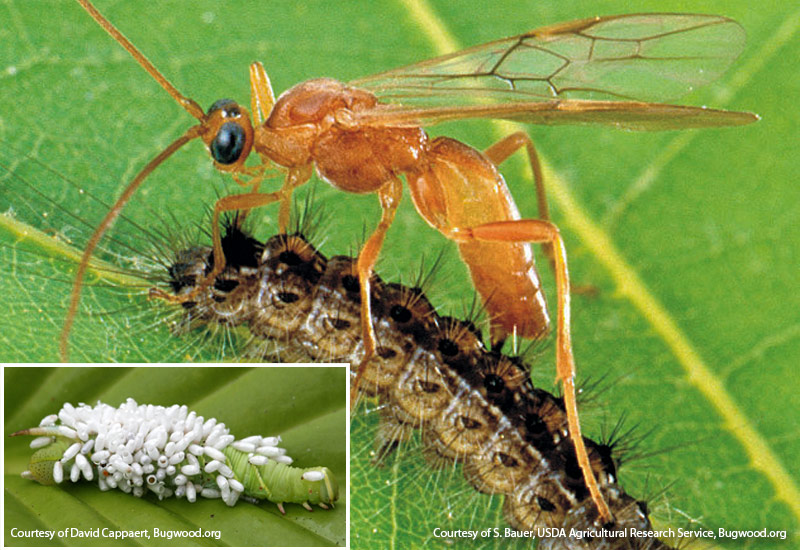 beneficial-garden-insects-Braconid-wasp