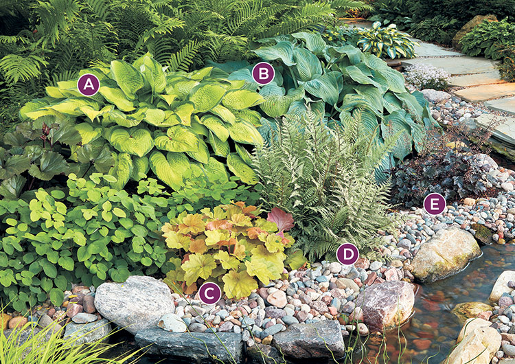 shade-garden-combinations-with-hostas-lettered