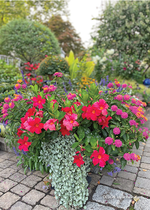 Joyce Hannaford container challenge entry: Bright colors are a sure-fire way to bring an upbeat mood to your deck or patio.