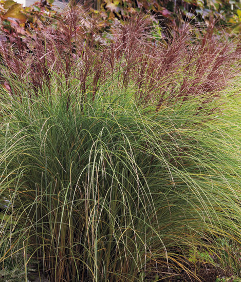Maiden grass (Miscanthus sinensis ‘Morning Light’) 