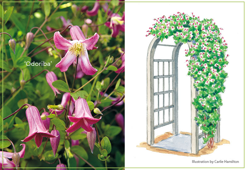 Odoriba-clematis-with-illustration: 'Odoriba' clematis has lilylike pink and white flowers in late summer through early fall.