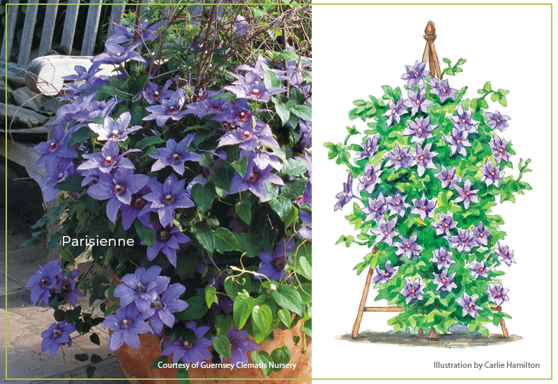 Parisienne-clematis-with-illustration: Parisienne™ is compact and grows easily in a large container.