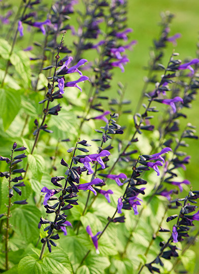 late-season-sages-anise-scented-sage-Rockin-deep-purple: Spikes from late-season sages look great and will attract hummingbirds too.