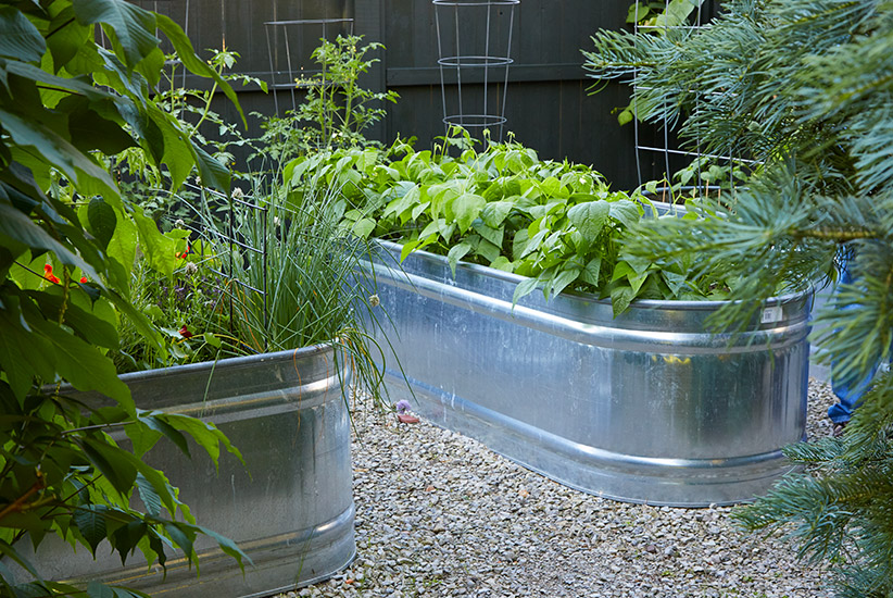 Vegetables growing in galvanized raised garden beds:Soil in galvanized raised garden beds warms up early in spring so gardeners can get an earlier start on heat-loving vegetables like tomatoes, peppers and eggplant.