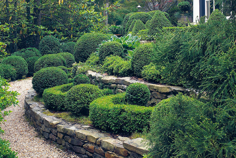 What-to-do-about-boxwood-blight-lead: Beautiful gardens full of boxwood like this are at risk of devastation from boxwood blight.