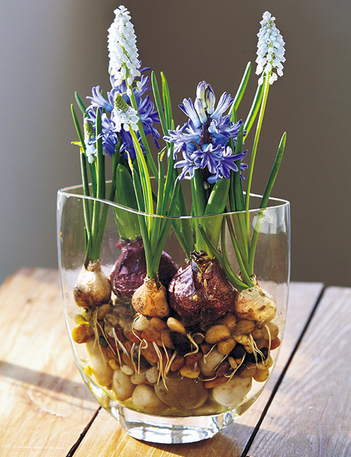 how-to-force-bulbs-indoor-on-stones: Nestle a few bulbs into a bed of stones for a beautiful display.