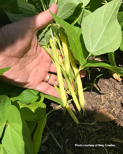 Wax bean: This 'Goldrush' wax bean variety is disease-resistant to bean mosaic and curly top viruses.