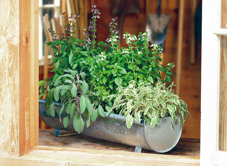 container-herb-garden-ideas-lead