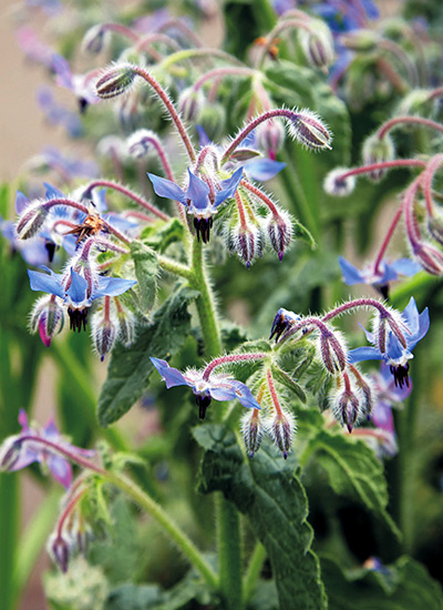 Borage (Borago officinalis)