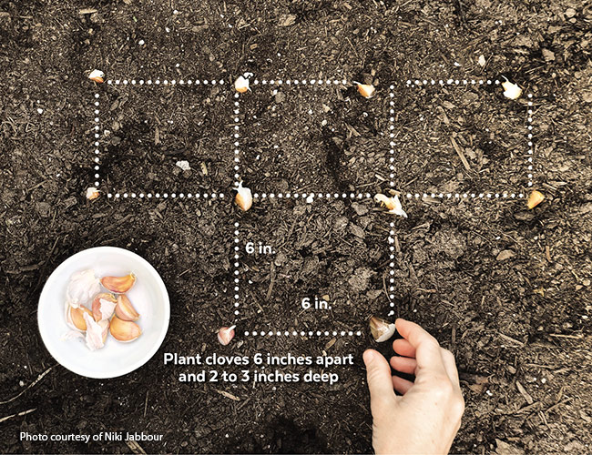Planting garlic spacing guide: Planting in a grid pattern provides plenty of room for cloves to grow into large bulbs. 